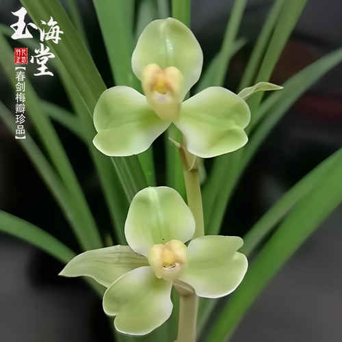 春剑兰玉海堂经典浓香原生国兰