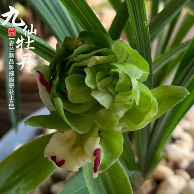 春兰九仙牡丹带花苞浓香无需春化