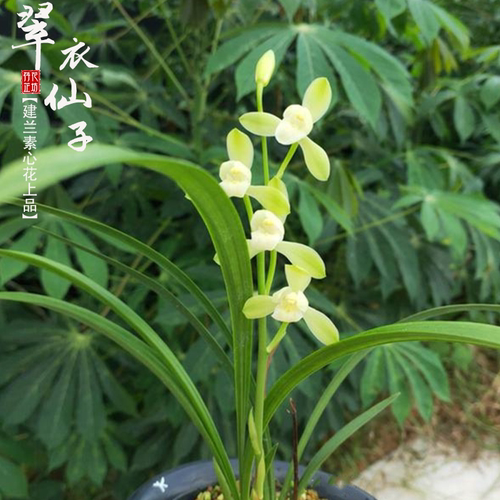 建兰素心名品翠衣仙子夏秋带花香