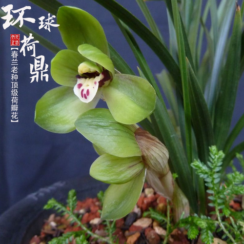 春兰环球荷鼎带花苞浓香喜阴兰花