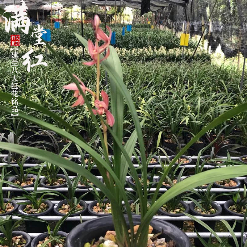 建兰八大红花满堂红夏秋季带花苞老种兰花苗室内喜阴花卉绿植浓香