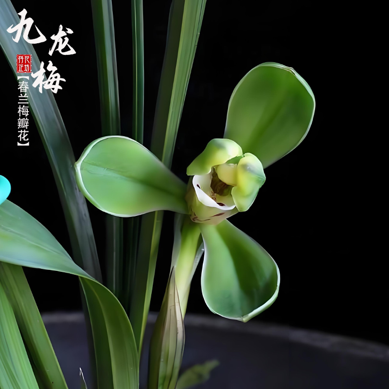 春兰九龙梅秋冬带花苞原生新老种经典梅瓣花浓香国兰花苗阳台耐寒