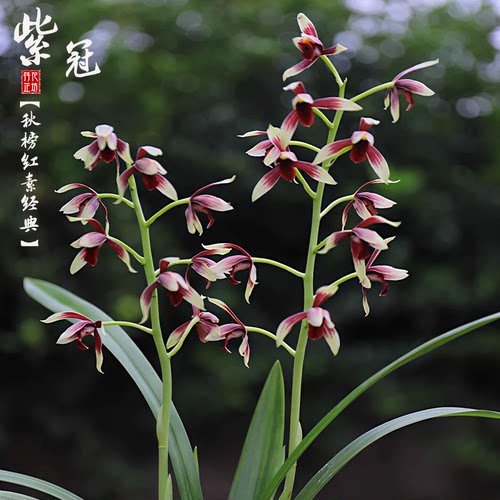 秋榜紫冠带花苞浓香报喜墨兰苗