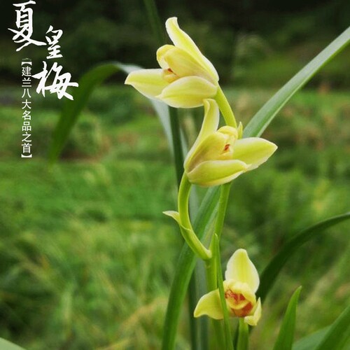 带花苞夏皇梅建兰八大名品浓香