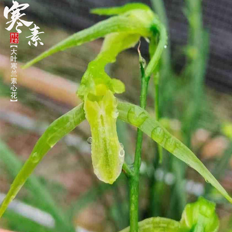 大叶寒兰寒素带花苞幽香素洁高雅