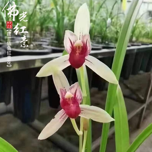 建兰佛光红素夏秋带花苞四季转色兰花苗原生老种室内喜阴花卉幽香