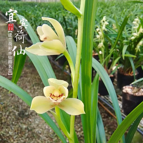 兰花建兰宜宾荷仙小夏皇梅夏季秋开花室内阳台花卉绿植