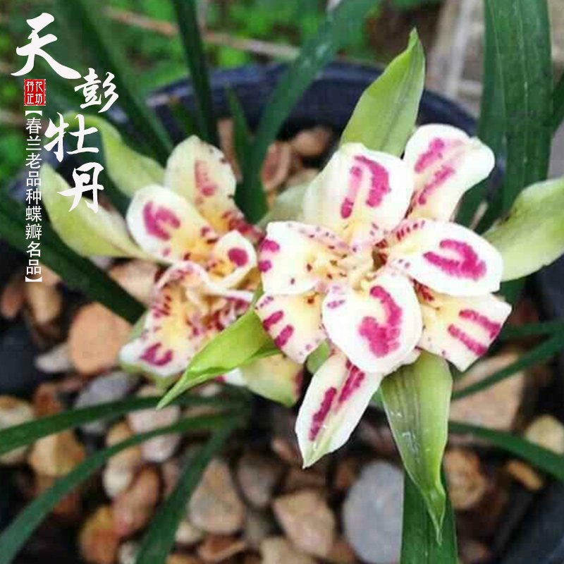 春兰天彭牡丹带花苞浓香原生老种