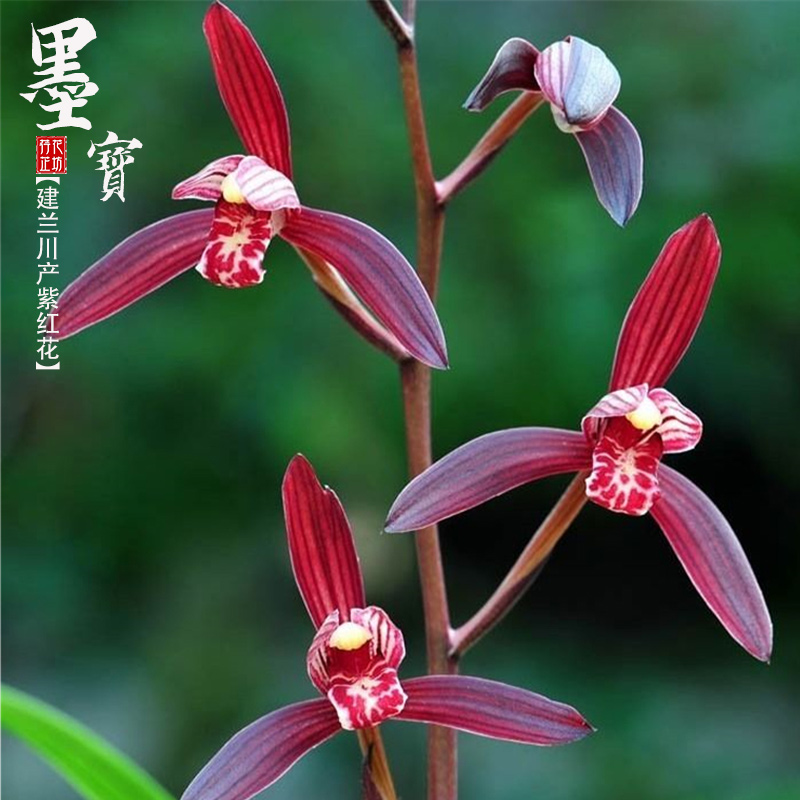 建兰八大红花墨宝夏秋带花苞浓香