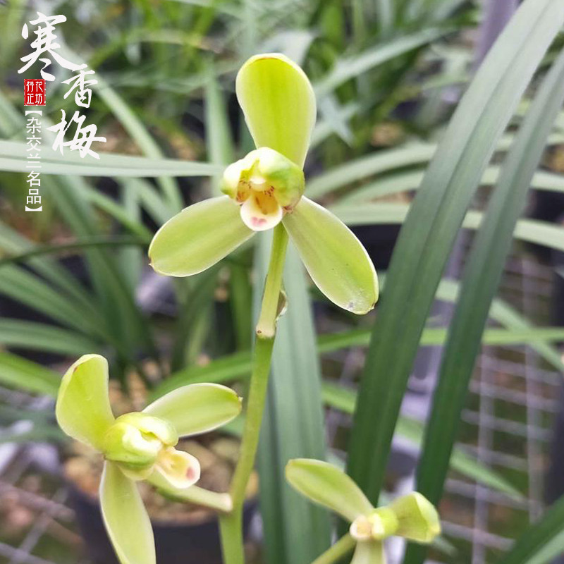 寒兰新品寒香梅夏冬季带花苞浓香兰花苗室内阳台花卉绿植盆栽植物,鲜花速递/花卉仿真/绿植园艺,国兰/杂交兰/洋兰类,淘宝优惠券,粉丝福利购,淘宝优惠卷