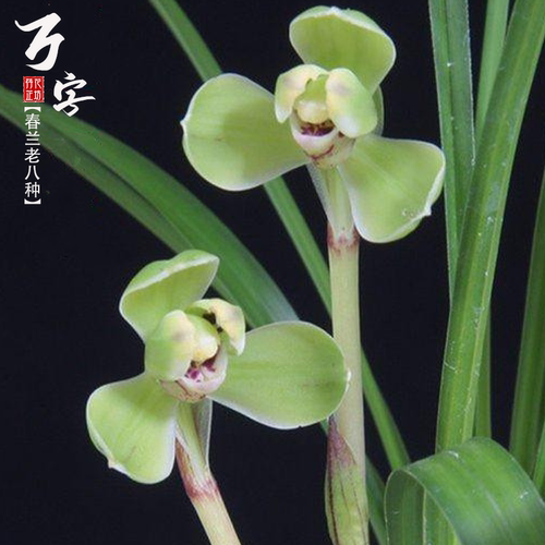 春兰老八种万字带花苞兰花浓香