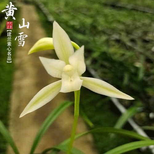 建兰黄山雪素心白花夏秋季带花苞四季兰花苗室内喜阴花卉绿植浓香