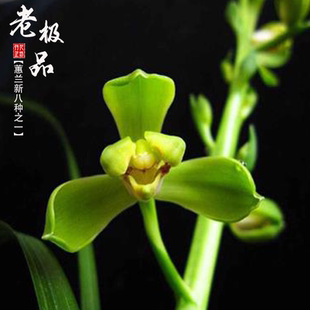 蕙兰新八种老及品秋冬带花苞原生老种经典梅瓣浓香国兰花阳台耐寒