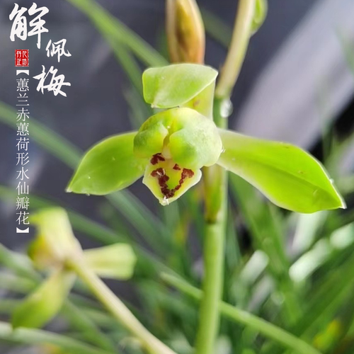 蕙兰解佩梅带花苞原生老种浓香兰