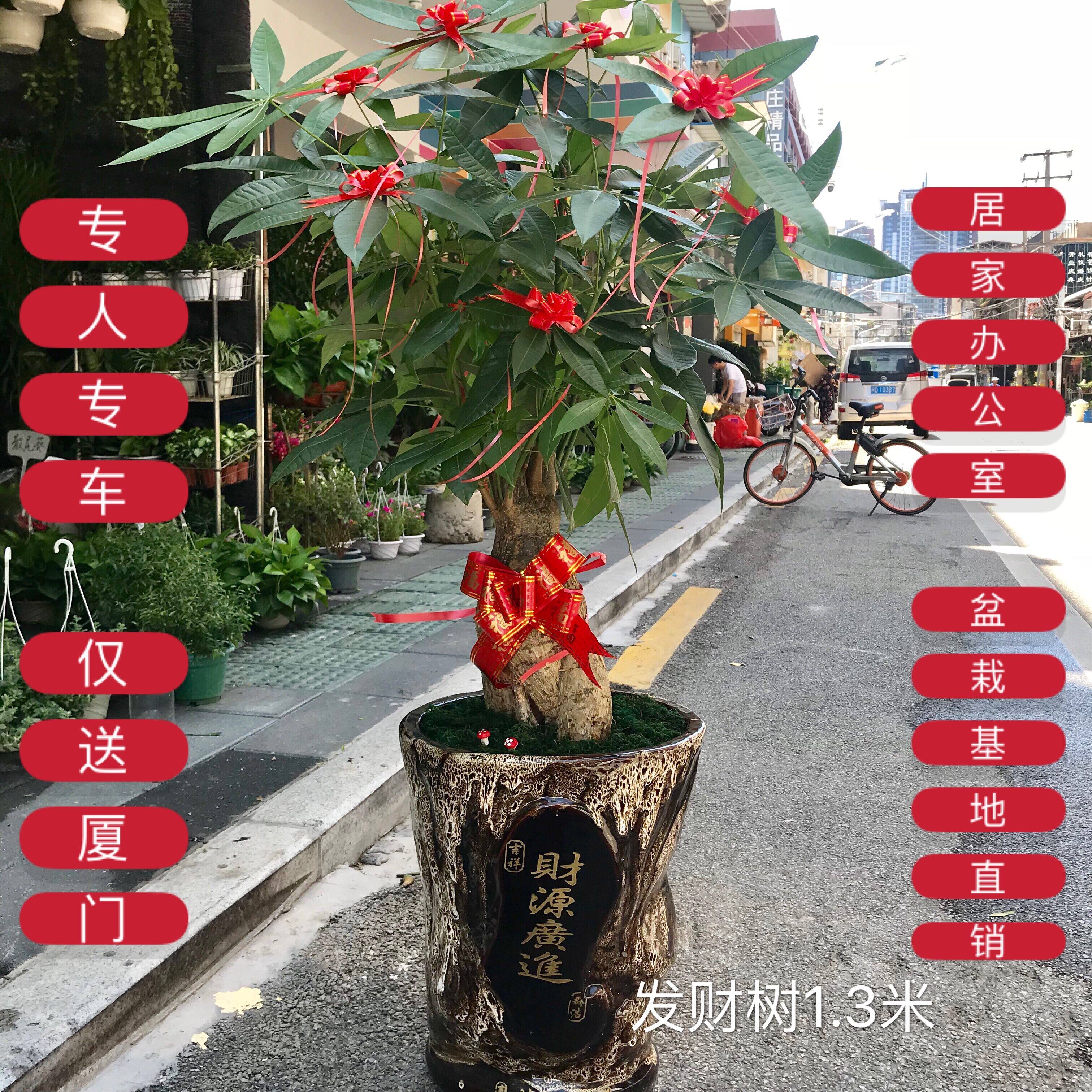 厦门同城包邮开业乔迁发财树绿植金钱树招财树室内好养大盆栽