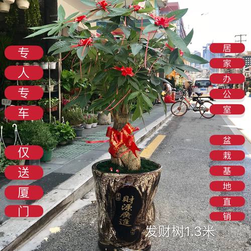 厦门同城开业乔迁发财树客厅