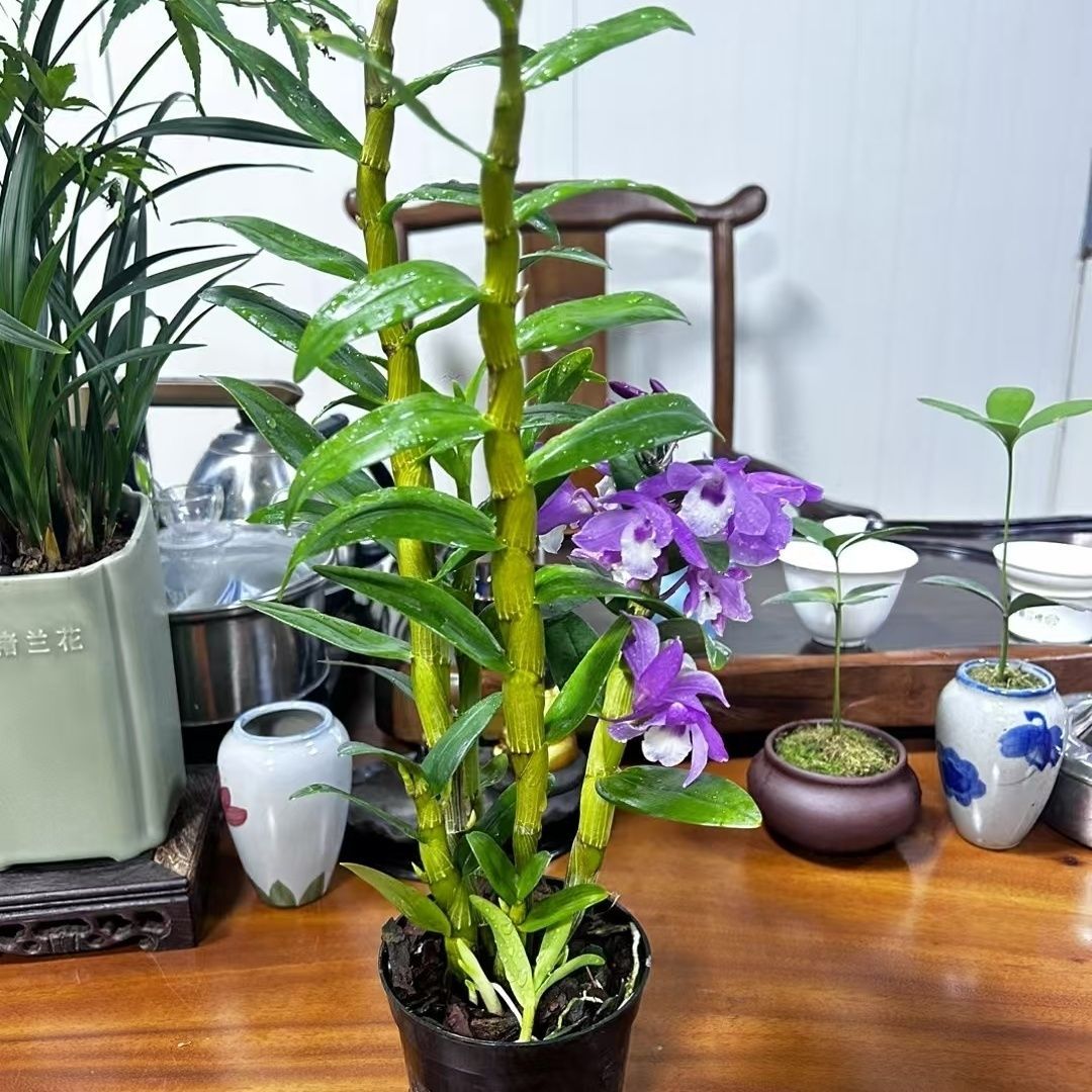 春石斛兰盆栽花苞开花室内香型四季花卉绿植火烈鸟春石斛净化空气