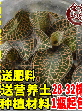 福建南靖品种 金线莲种苗 组培苗 金线莲瓶苗 红霞 厂家直供鲜品