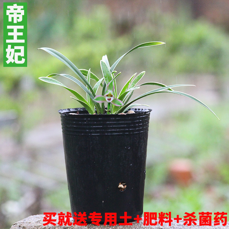 Cymbidium Princess Di Four Seasons Portland Dwarf orchid Phnom Penh Leaf Art summer Strong fragrance Budin the Flower delivery/Flowers simulation/Plants gardening , Flowers/Potted plants (New) , Flowers  category - from Buy2taobao.com to provide professional Taobao agent buy service