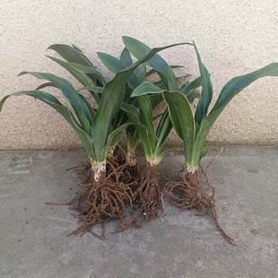 红果金边万年青乔迁新居订婚结婚上梁祝寿子孙包欢庆喜庆室内盆栽