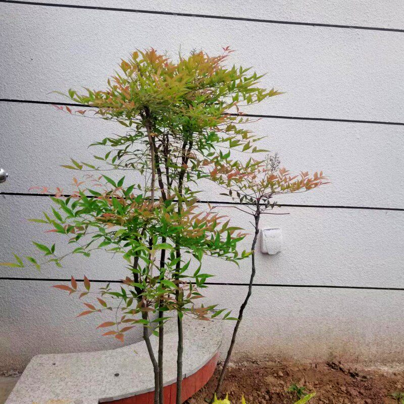 盆栽绿化苗南天竹红天竺彩色苗木耐旱耐寒耐阴庭院阳台可以拍选苗