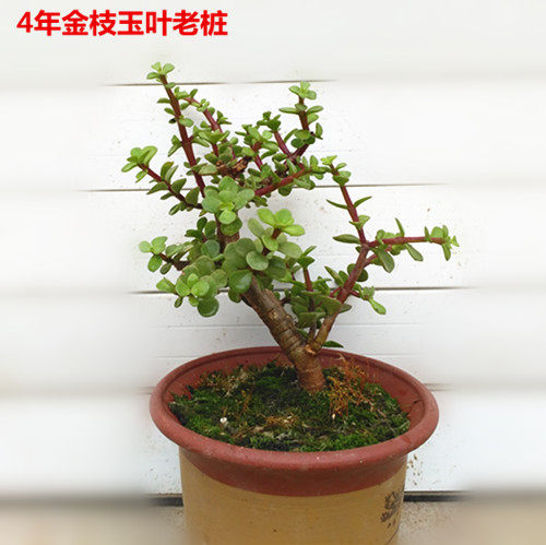 盆栽绿植盆景造型金枝玉叶小叶金钱树多肉花卉室内阳台植物吸甲醛