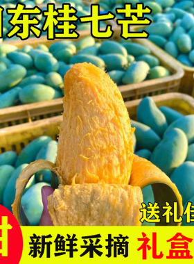 精品桂七香芒广西百色桂七芒芒果新鲜当季水果现摘现发