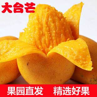 广西百色大台芒台农芒果新鲜当季水果现摘现发