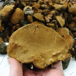 云南纯野生 天然中药材野生桑黄灵芝桑树桑黄灵芝切片500克包邮