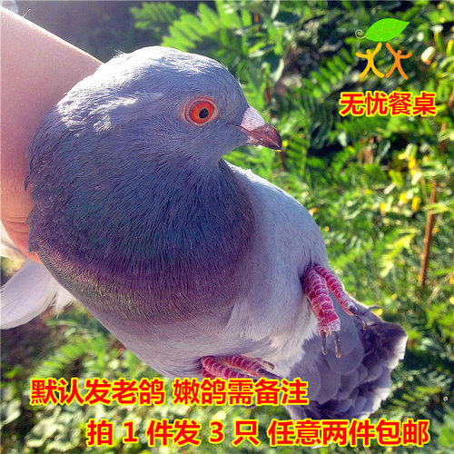 餐桌野外新鲜老鸽子包邮现拍现杀