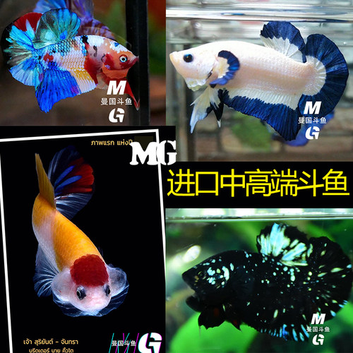 泰国斗鱼印尼将军超半月展示级黑暗星河对图活体热带观赏小鱼 - 封面