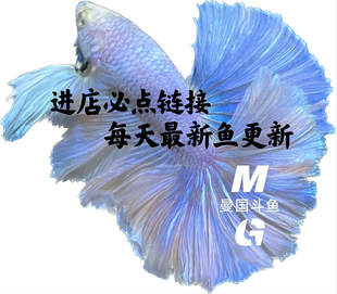 进店必点链接 每天更新新鱼 10年老店曼国斗鱼 集合泰国各top鱼