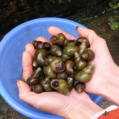广西柳州大石螺鲜活螺蛳清水螺蛳大螺蛳小螺蛳螺丝螺肉螺食用螺蛳