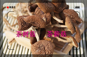 茶树菇潮汕特产 茶薪菇 250克广东美食不开伞树菇 干货特产0