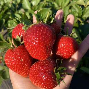 大凉山黑珍珠草莓，自然孕育的甜蜜，露天种植，孕妇小孩皆可食