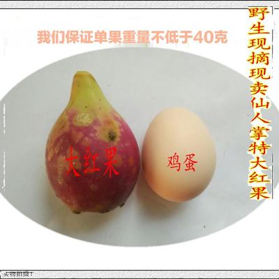 野生仙人掌果水果红果仙人掌果实