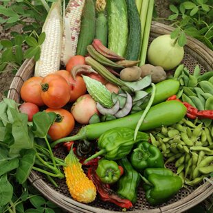 混搭宝宝辅食农家现摘宅配包月套餐组合店家自由搭配盲盒露天4