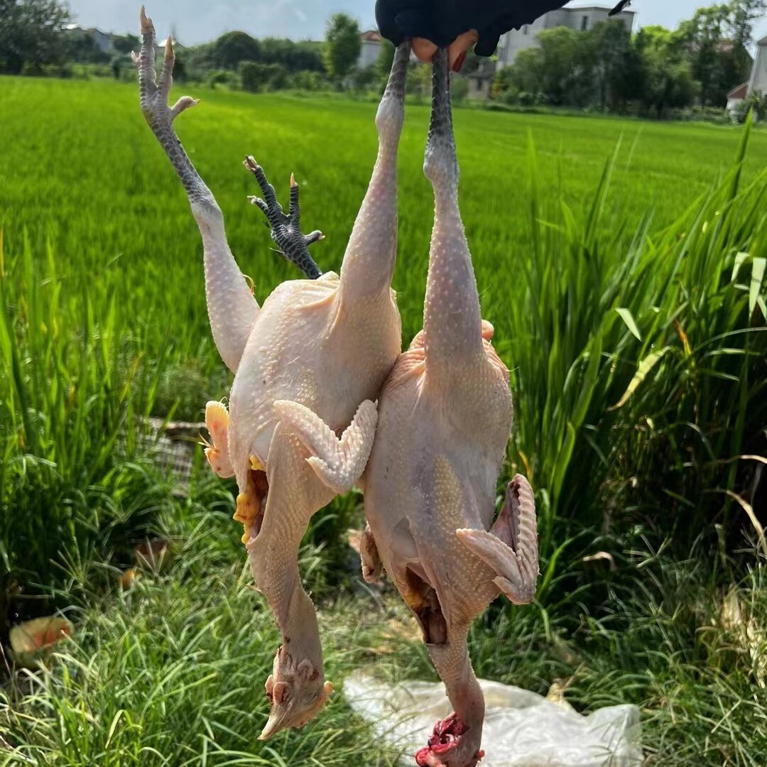 合主崇明岛蛋笨鸡土鸭散养大白鹅飞鸽老母鸡阉鸡大公鸡童子代4