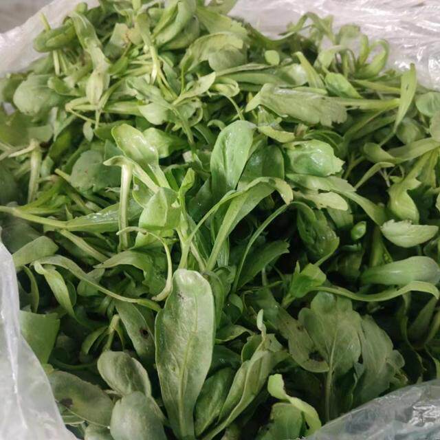 崇明岛茼蒿自留种茼蒿新鲜蔬菜露天蓬蒿新鲜农家