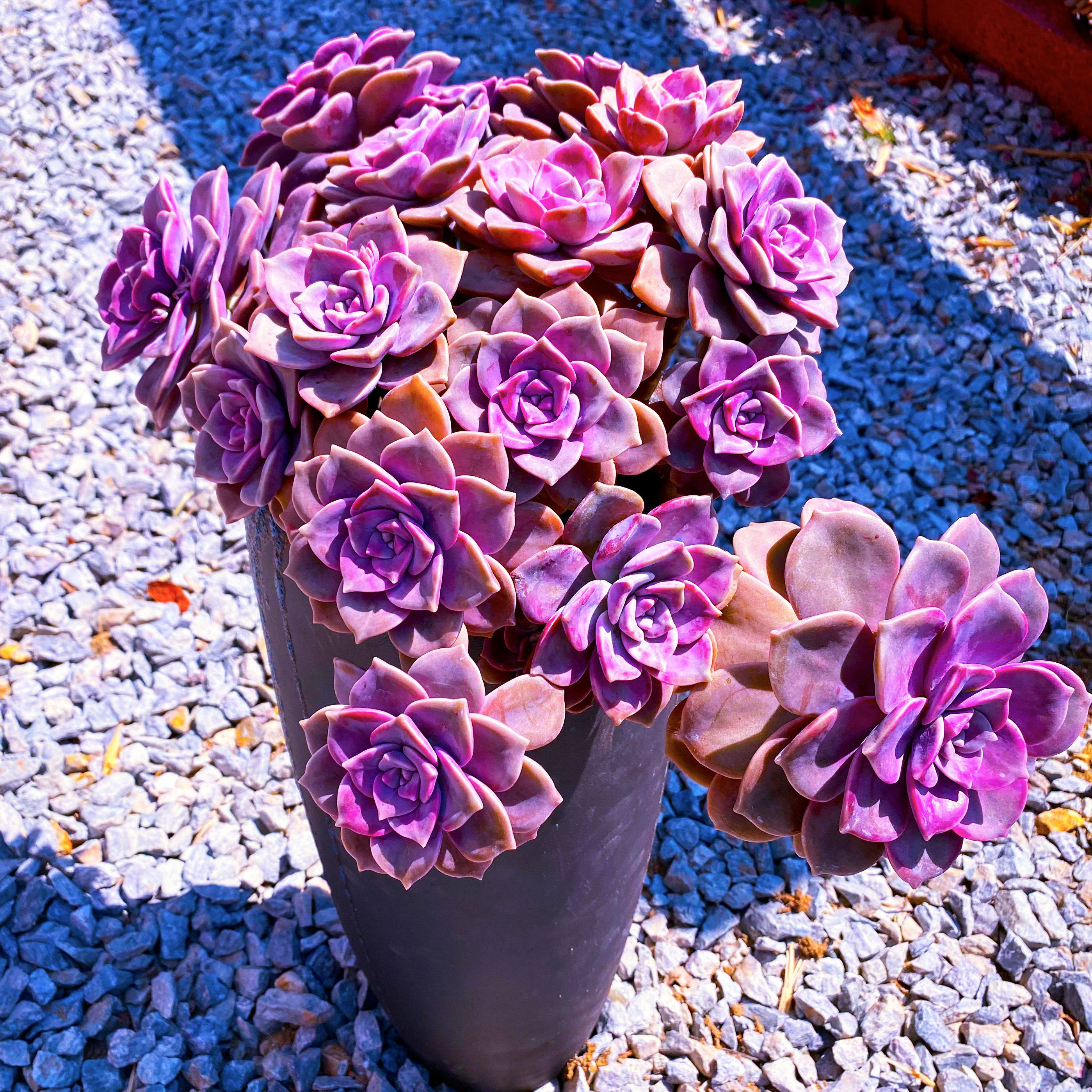 速发紫乐多养植物老妖桩悬崖群生露肉精品稀有造型装饰花园绿植