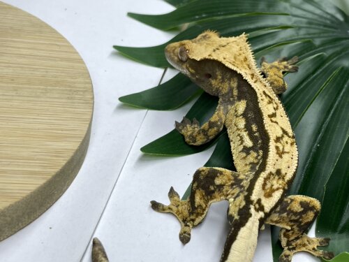 F5睫角守宫弟弟，15克奶油三色香草冰淇淋敲级可爱软乎乎