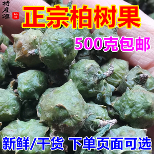 抖音同款柏子熏香 现摘新鲜柏树果500g包邮 侧柏果子柏树籽中药材