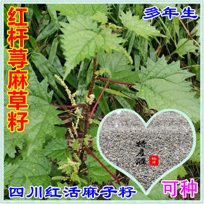 种一次多年可收肉根红活麻子籽