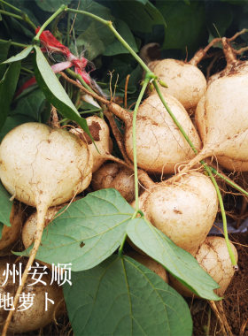 新鲜凉薯土瓜沙葛嫩嫩现挖地萝卜