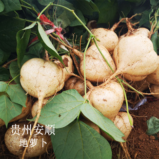 新鲜地萝卜现挖农家贵州安顺凉薯 地瓜土瓜白地瓜蔬菜水果5斤包邮