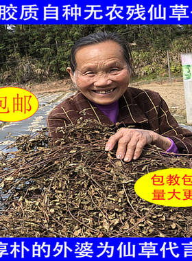 仙草冻黑正宗配料新鲜