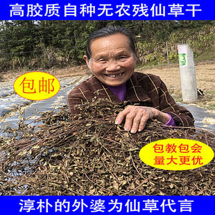 仙草干仙草冻黑凉粉草粿草龟苓膏正宗仙人草烧仙草配料新鲜草干