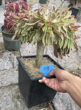 53号链接v锦锦缀