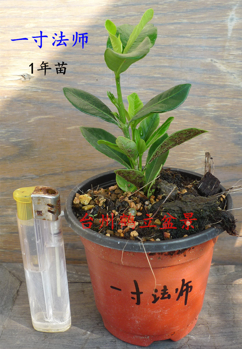 日本一寸法师 园艺小叶白花栀子 小品盆栽素材  微型盆景