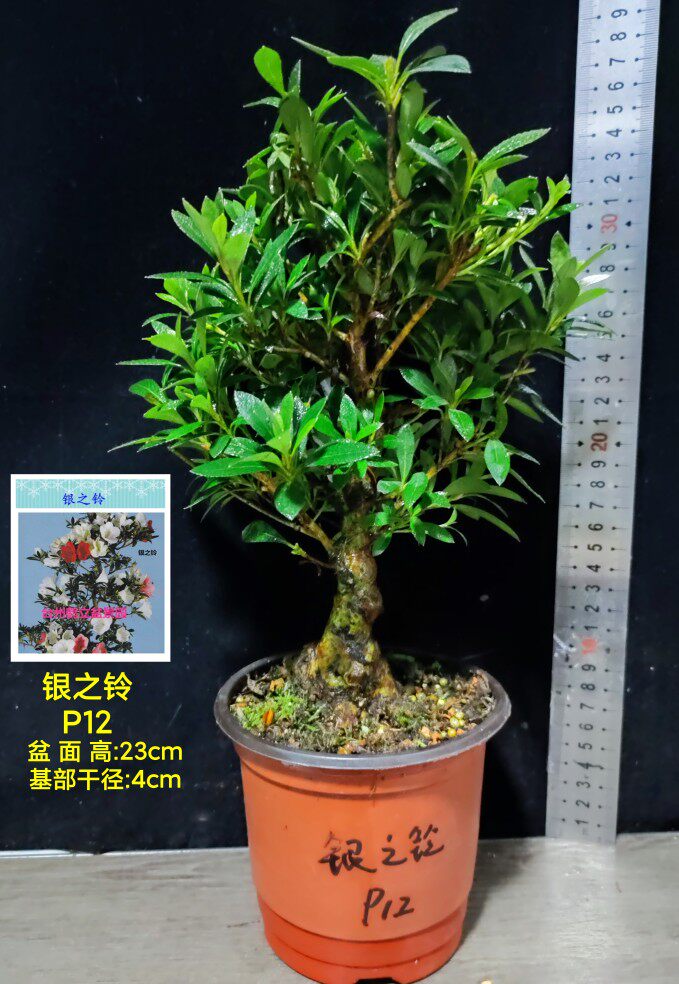 皋月杜鹃 东洋鹃 夏娟 寿光 银之铃 文化 飞鸟之誉 彩春P-16大苗